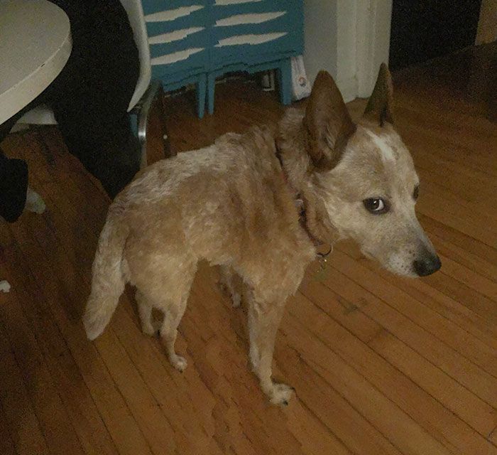 46 fotos panorâmicas de animais que deram errado e são muito engraçadas 45