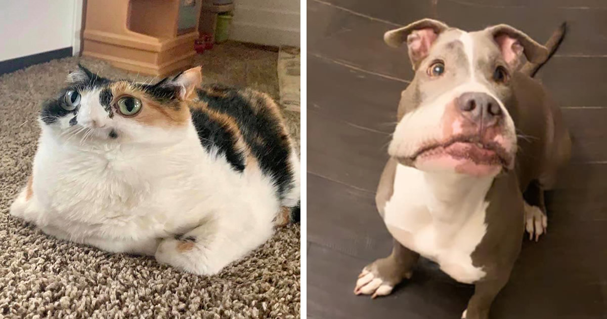 46 fotos panorâmicas de animais que deram errado e são muito engraçadas
