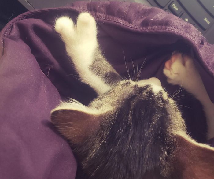 16 pessoas e animais únicos que nasceram para se destacar 2