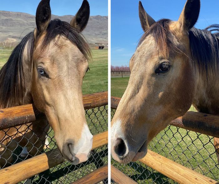 16 pessoas e animais únicos que nasceram para se destacar 3