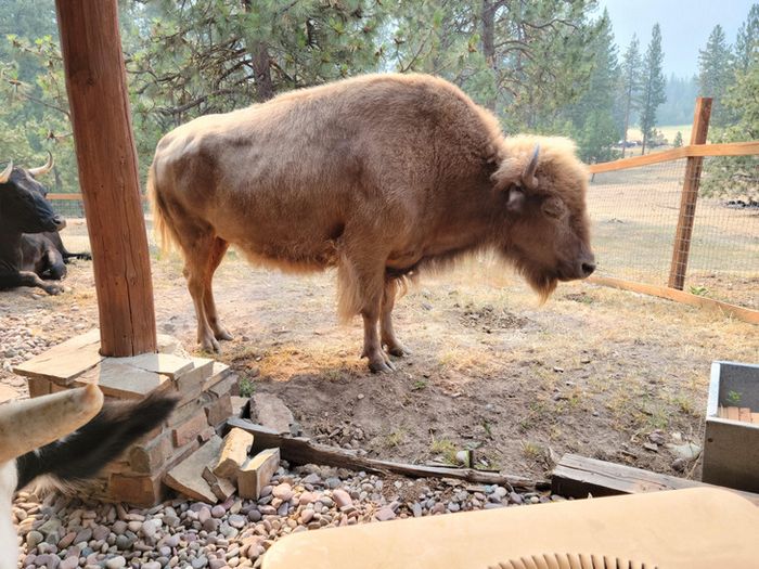 16 pessoas e animais únicos que nasceram para se destacar 4