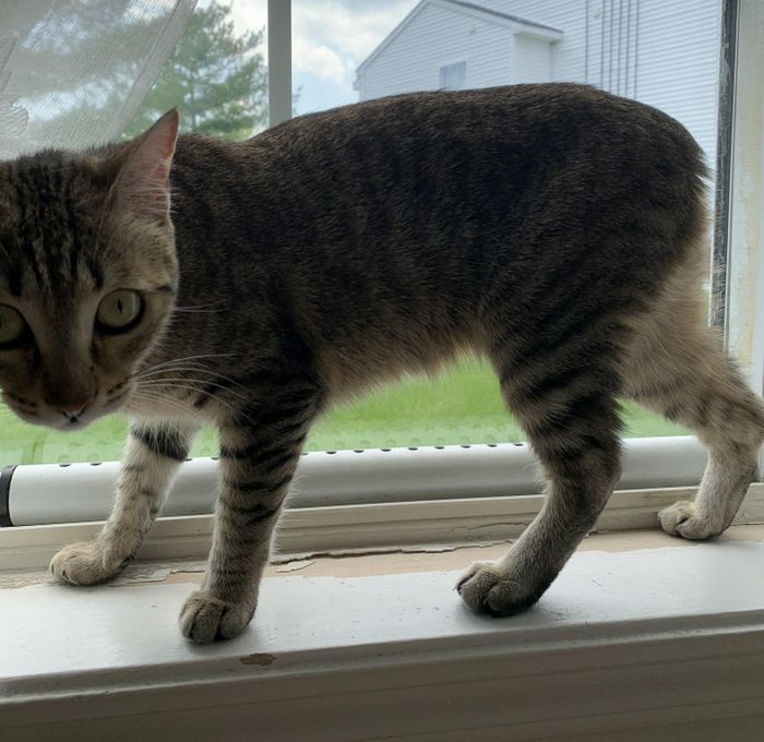 16 pessoas e animais únicos que nasceram para se destacar 9