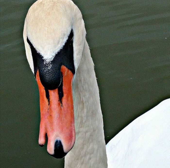 16 pessoas e animais únicos que nasceram para se destacar 10