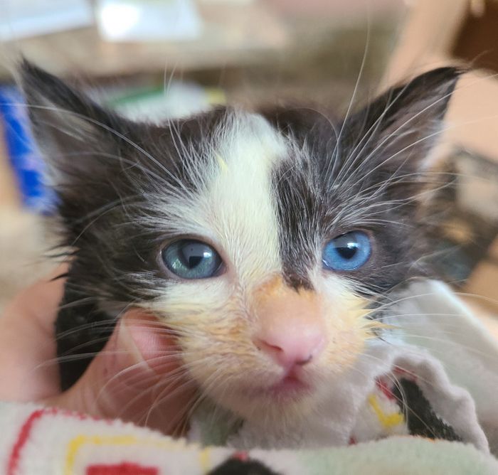 16 pessoas e animais únicos que nasceram para se destacar 13