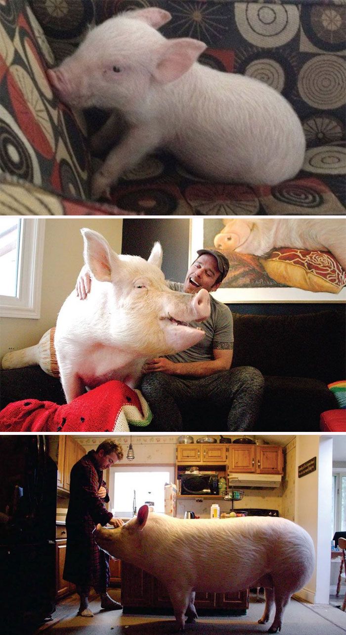Porcos podem ser muito sociáveis ​​e amorosos também e essas 40 fotos provam isso 34