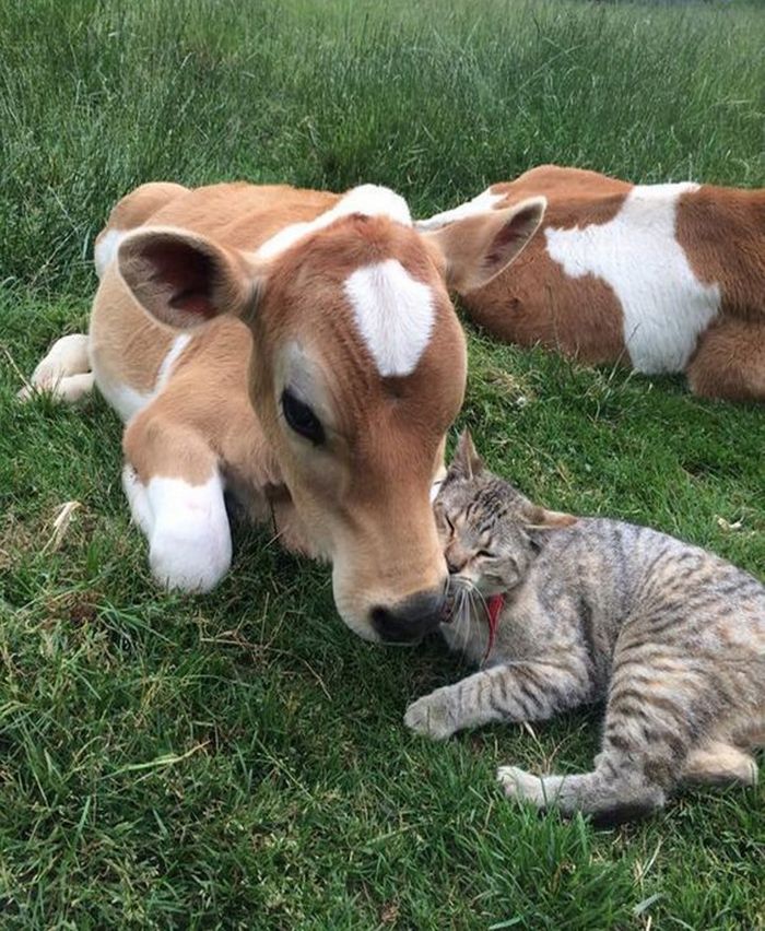 16 vezes em que a amizade e a bondade superaram todas as barreiras 1