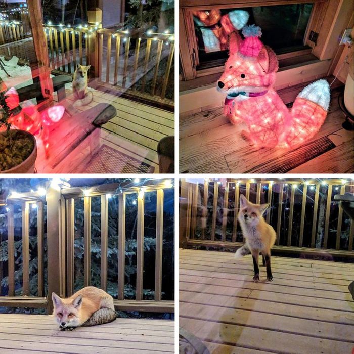 16 vezes em que a amizade e a bondade superaram todas as barreiras 10