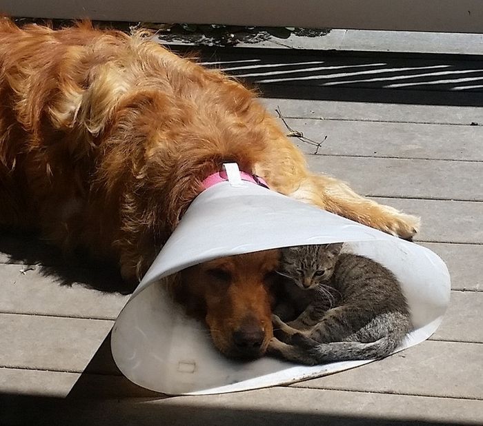 16 vezes em que a amizade e a bondade superaram todas as barreiras 13