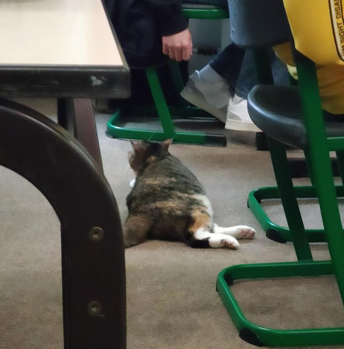 16 vezes em que a amizade e a bondade superaram todas as barreiras 14