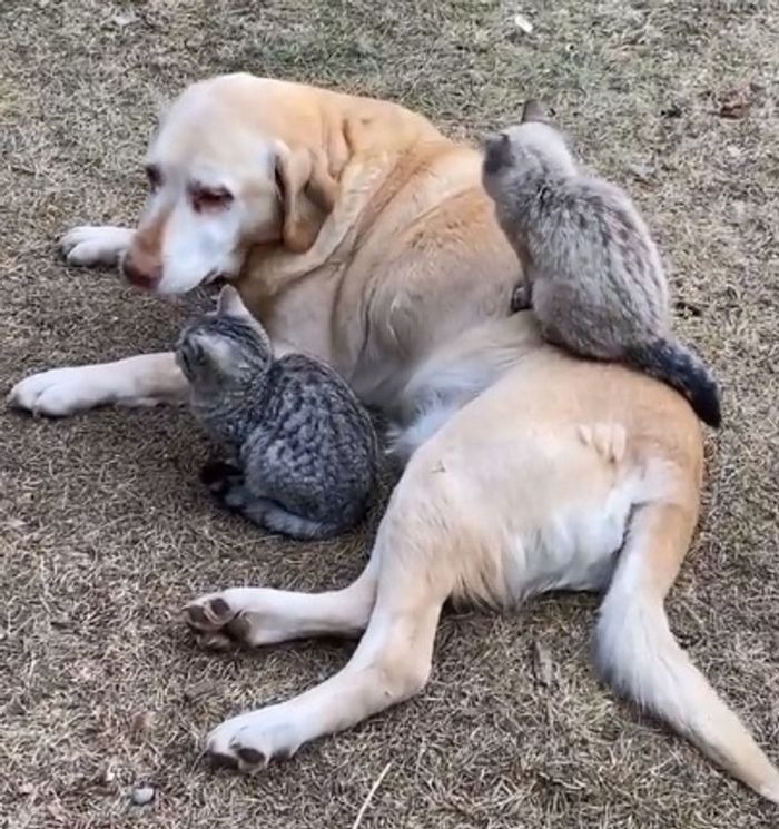 16 vezes em que a amizade e a bondade superaram todas as barreiras 16