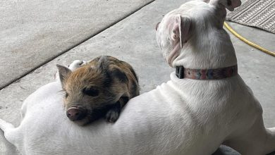 16 vezes em que a amizade e a bondade superaram todas as barreiras 36