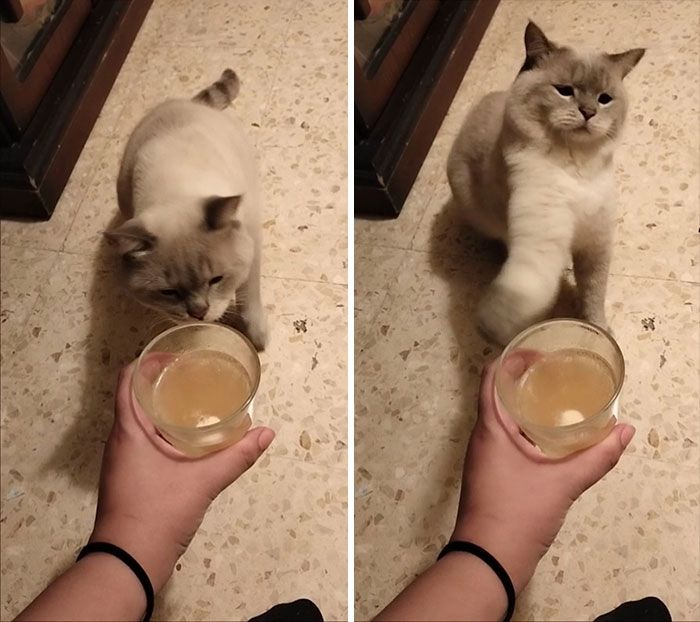 42 vezes em que os gatos falharam hilariamente 2 42 vezes em que os gatos falharam hilariamente 2