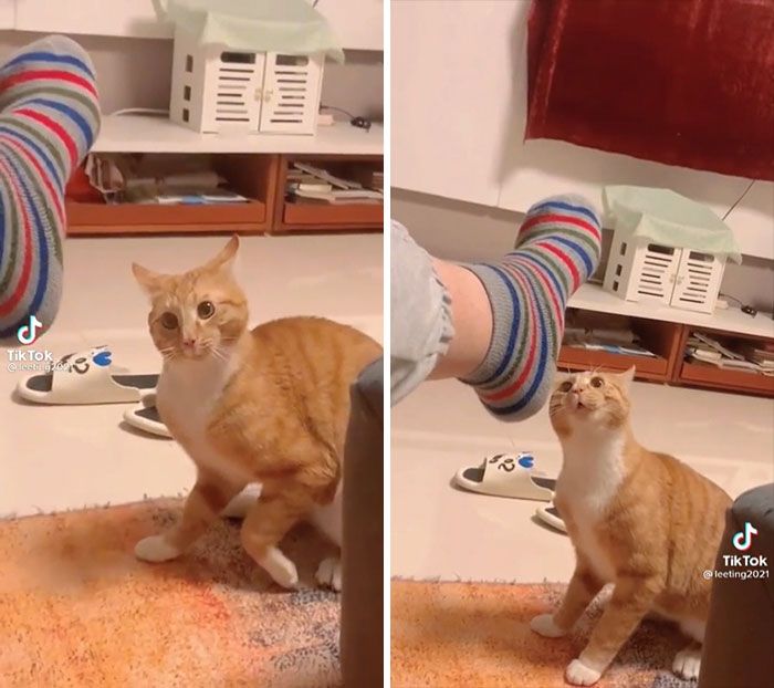 42 vezes em que os gatos falharam hilariamente 3 42 vezes em que os gatos falharam hilariamente 3