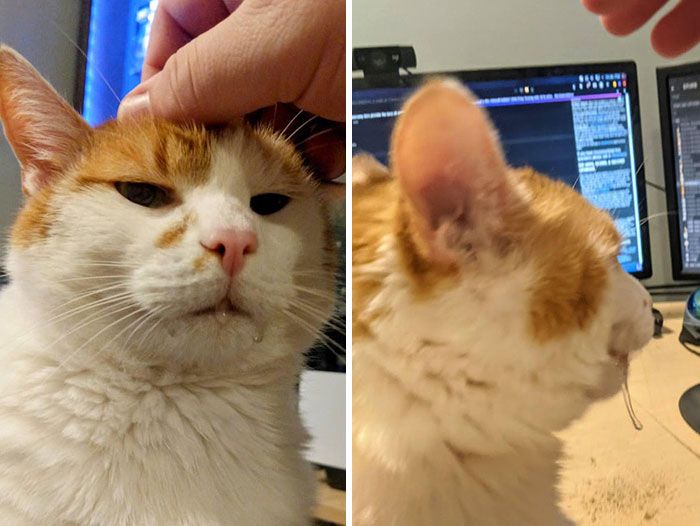 42 vezes em que os gatos falharam hilariamente 5 42 vezes em que os gatos falharam hilariamente 5