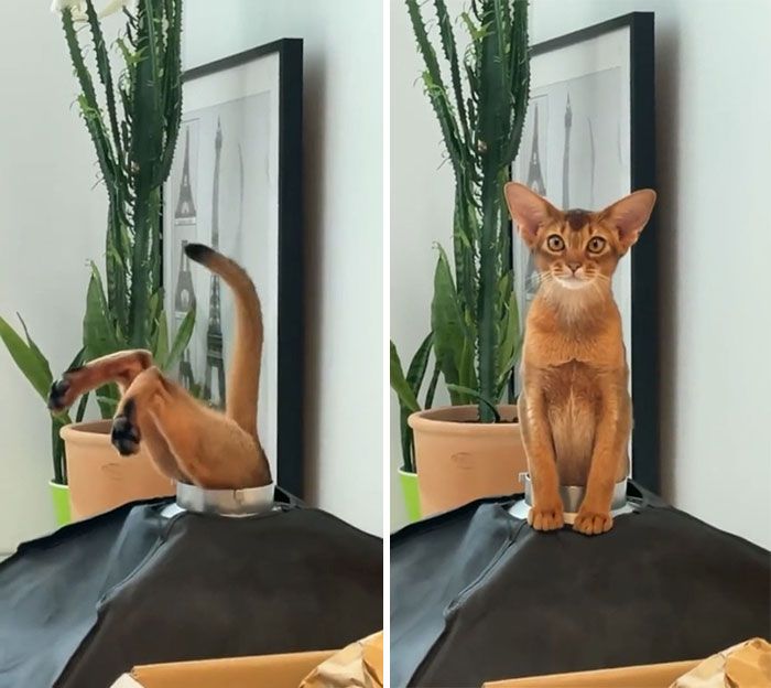 42 vezes em que os gatos falharam hilariamente 7 42 vezes em que os gatos falharam hilariamente 7