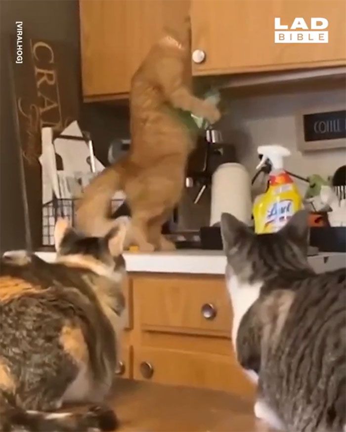 42 vezes em que os gatos falharam hilariamente 8 42 vezes em que os gatos falharam hilariamente 8