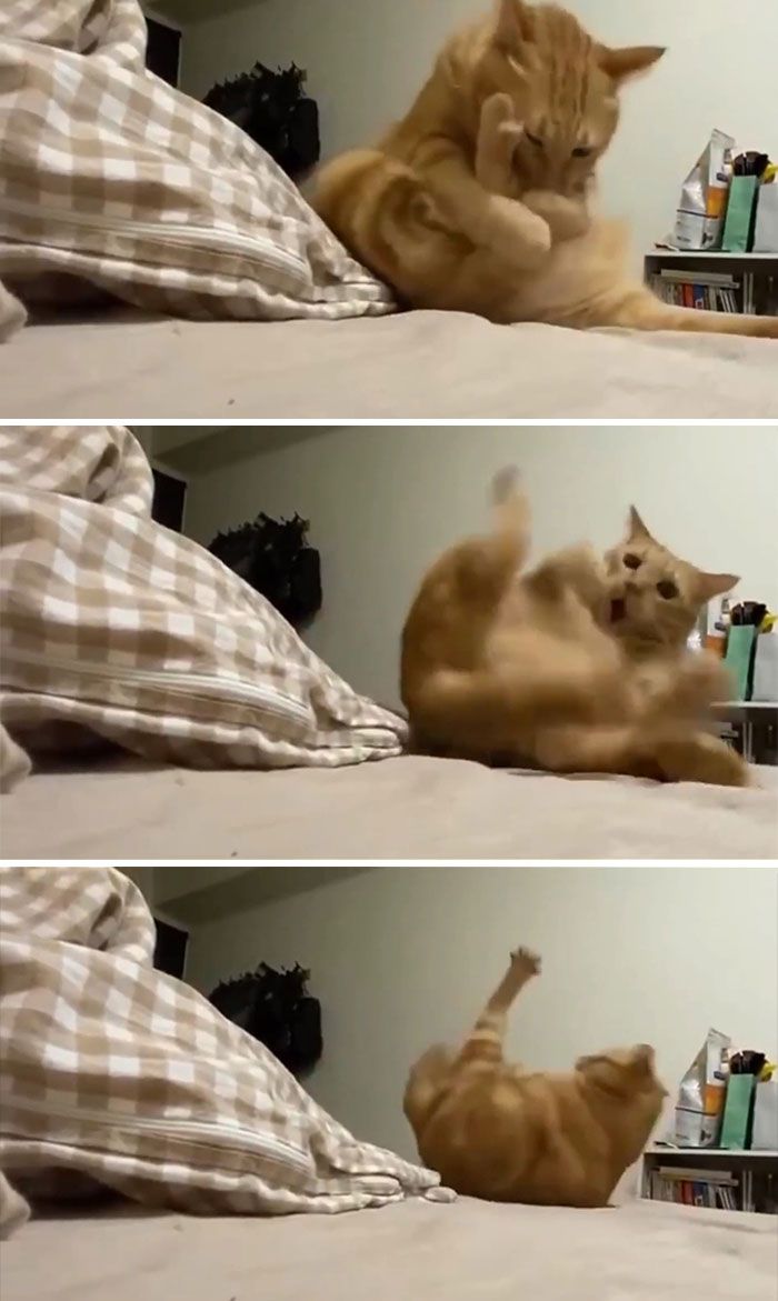 42 vezes em que os gatos falharam hilariamente 9 42 vezes em que os gatos falharam hilariamente 9