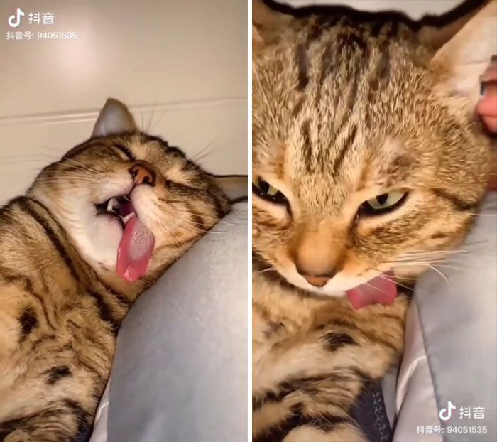 42 vezes em que os gatos falharam hilariamente 10 42 vezes em que os gatos falharam hilariamente 10