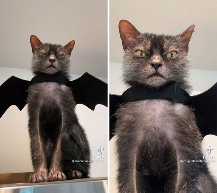 42 vezes em que os gatos falharam hilariamente 11 42 vezes em que os gatos falharam hilariamente 11