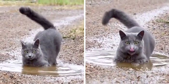 42 vezes em que os gatos falharam hilariamente 12 42 vezes em que os gatos falharam hilariamente 12
