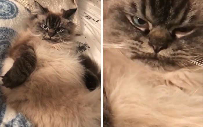 42 vezes em que os gatos falharam hilariamente 13 42 vezes em que os gatos falharam hilariamente 13