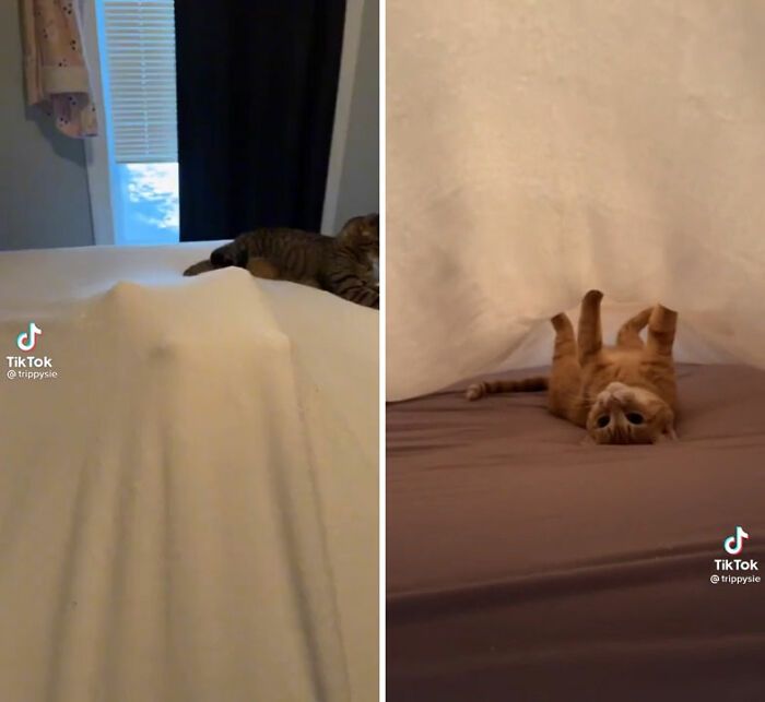 42 vezes em que os gatos falharam hilariamente 15 42 vezes em que os gatos falharam hilariamente 15