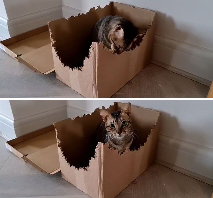 42 vezes em que os gatos falharam hilariamente 16 42 vezes em que os gatos falharam hilariamente 16
