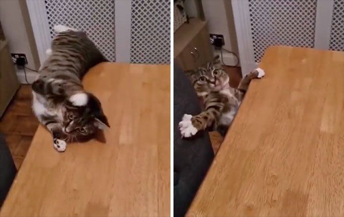 42 vezes em que os gatos falharam hilariamente 17 42 vezes em que os gatos falharam hilariamente 17