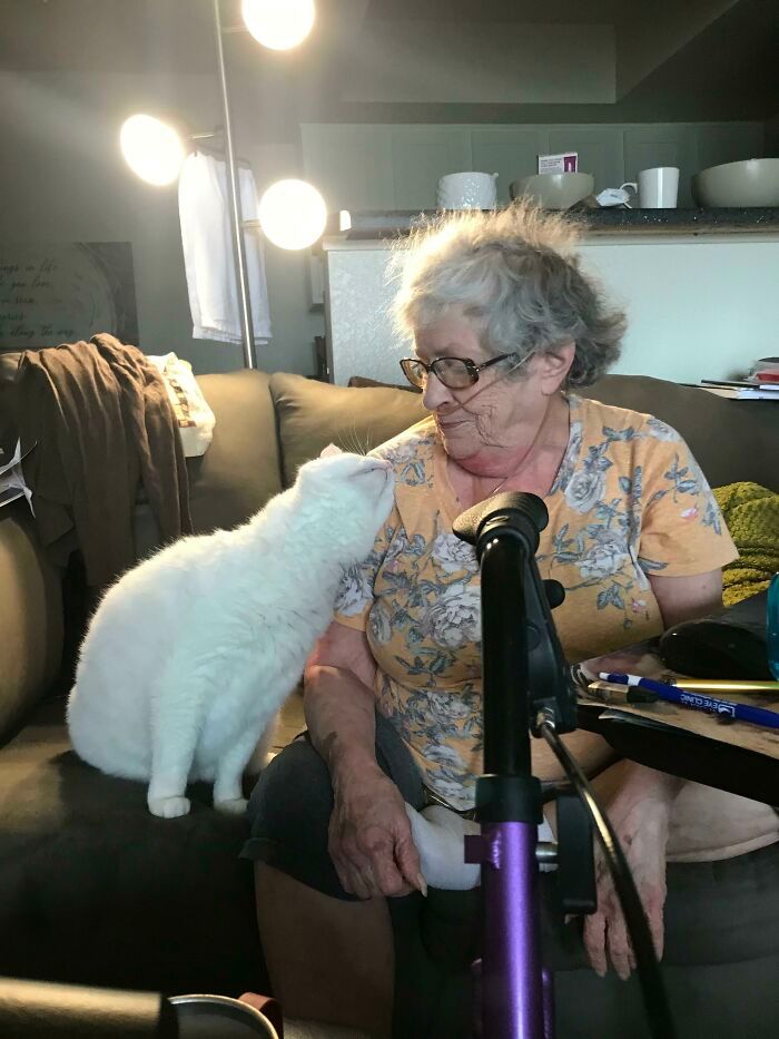 42 vezes em que os gatos falharam hilariamente 20 42 vezes em que os gatos falharam hilariamente 20