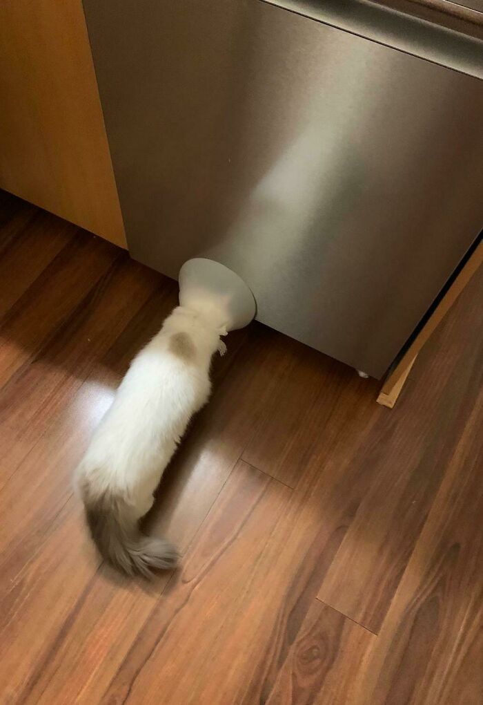 42 vezes em que os gatos falharam hilariamente 22 42 vezes em que os gatos falharam hilariamente 22
