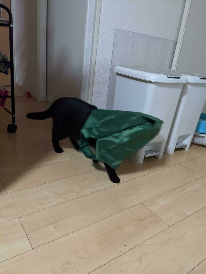 42 vezes em que os gatos falharam hilariamente 23 42 vezes em que os gatos falharam hilariamente 23