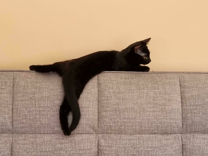 42 vezes em que os gatos falharam hilariamente 24 42 vezes em que os gatos falharam hilariamente 24