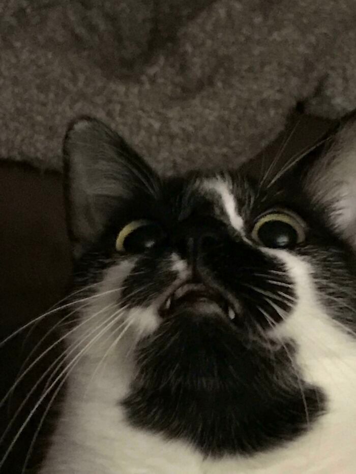 42 vezes em que os gatos falharam hilariamente 25 42 vezes em que os gatos falharam hilariamente 25