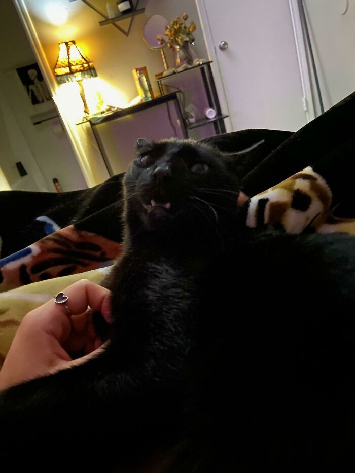 42 vezes em que os gatos falharam hilariamente 27 42 vezes em que os gatos falharam hilariamente 27