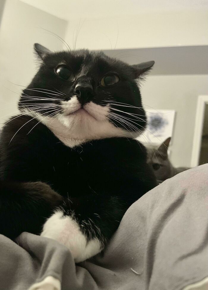 42 vezes em que os gatos falharam hilariamente 28 42 vezes em que os gatos falharam hilariamente 28