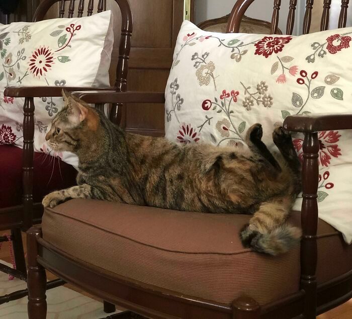 42 vezes em que os gatos falharam hilariamente 31 42 vezes em que os gatos falharam hilariamente 31