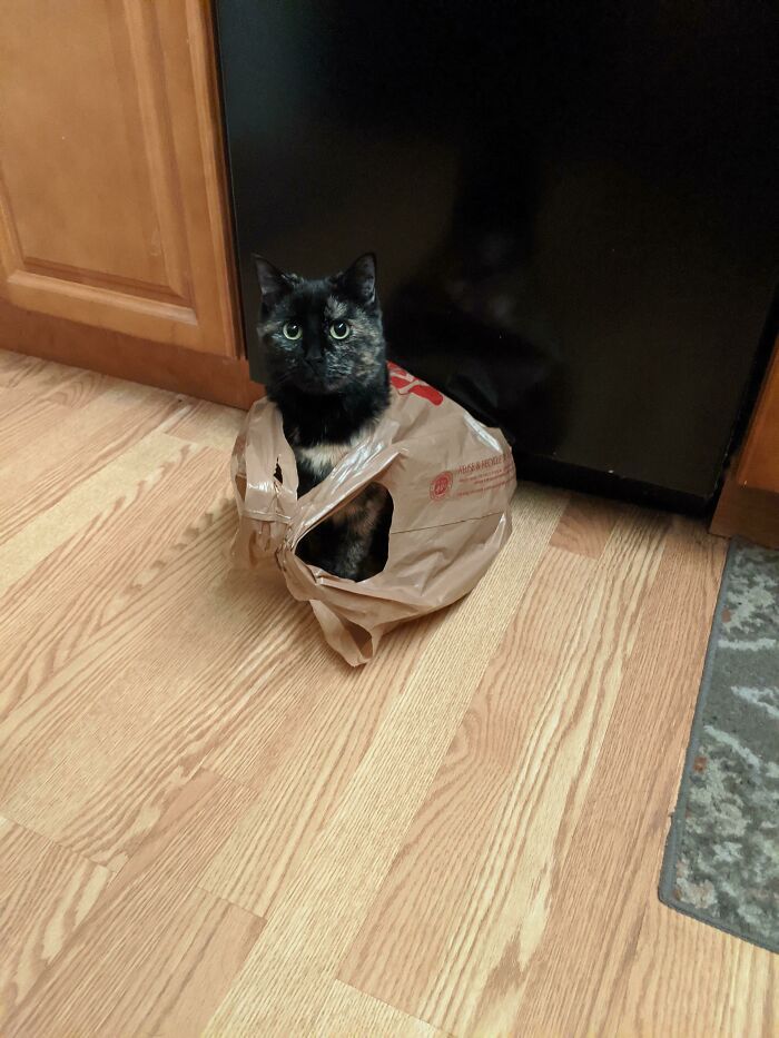 42 vezes em que os gatos falharam hilariamente 34 42 vezes em que os gatos falharam hilariamente 34