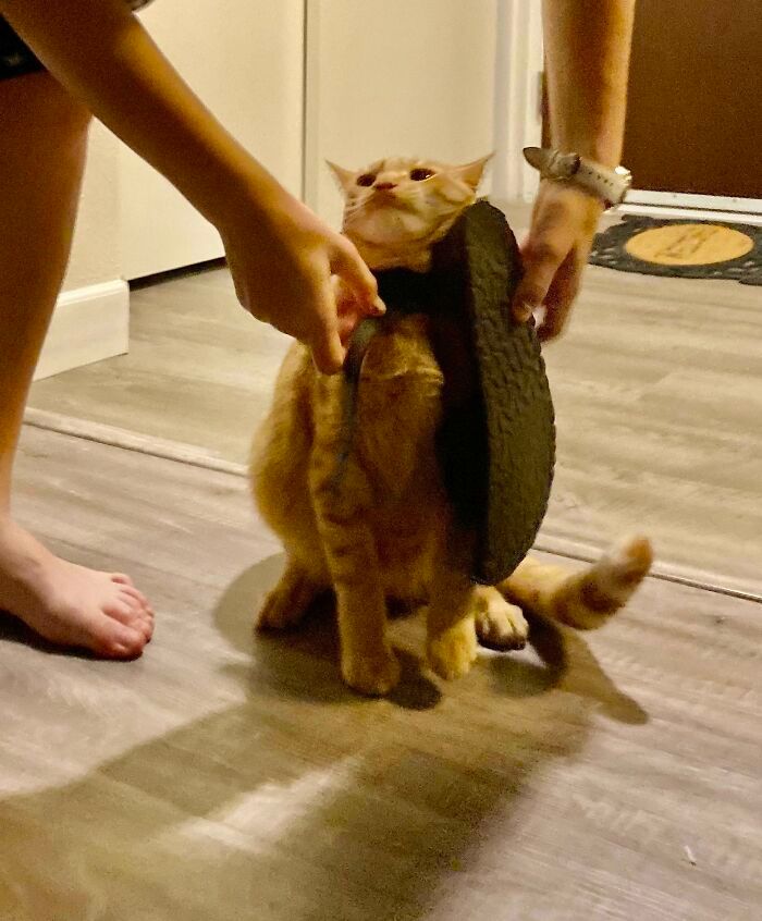 42 vezes em que os gatos falharam hilariamente 35 42 vezes em que os gatos falharam hilariamente 35