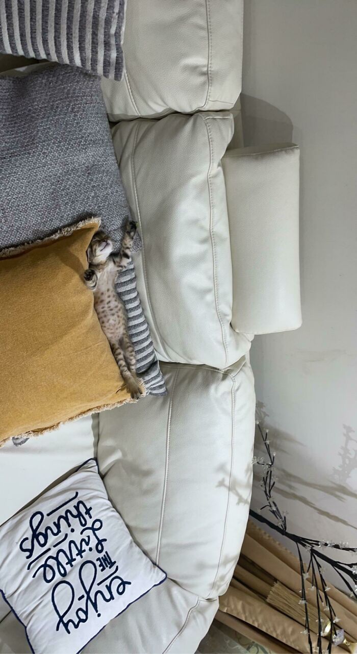 42 vezes em que os gatos falharam hilariamente 37 42 vezes em que os gatos falharam hilariamente 37