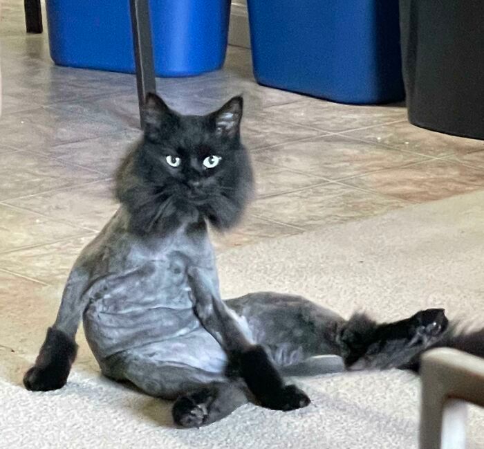 42 vezes em que os gatos falharam hilariamente 38 42 vezes em que os gatos falharam hilariamente 38