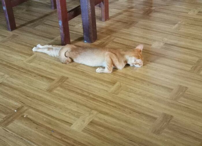 42 vezes em que os gatos falharam hilariamente 39 42 vezes em que os gatos falharam hilariamente 39