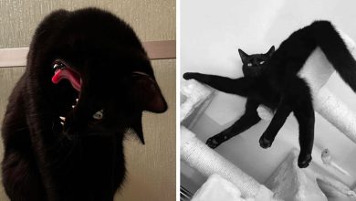 42 vezes em que os gatos falharam hilariamente 45