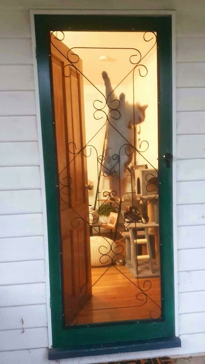 42 vezes em que os gatos falharam hilariamente 40 42 vezes em que os gatos falharam hilariamente 40