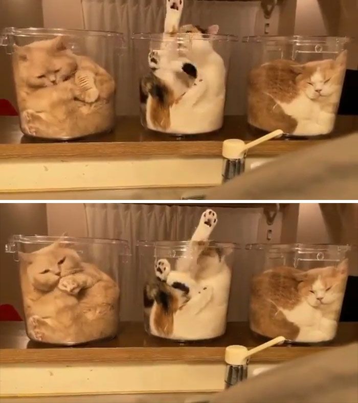 42 vezes em que os gatos falharam hilariamente 42 42 vezes em que os gatos falharam hilariamente 42