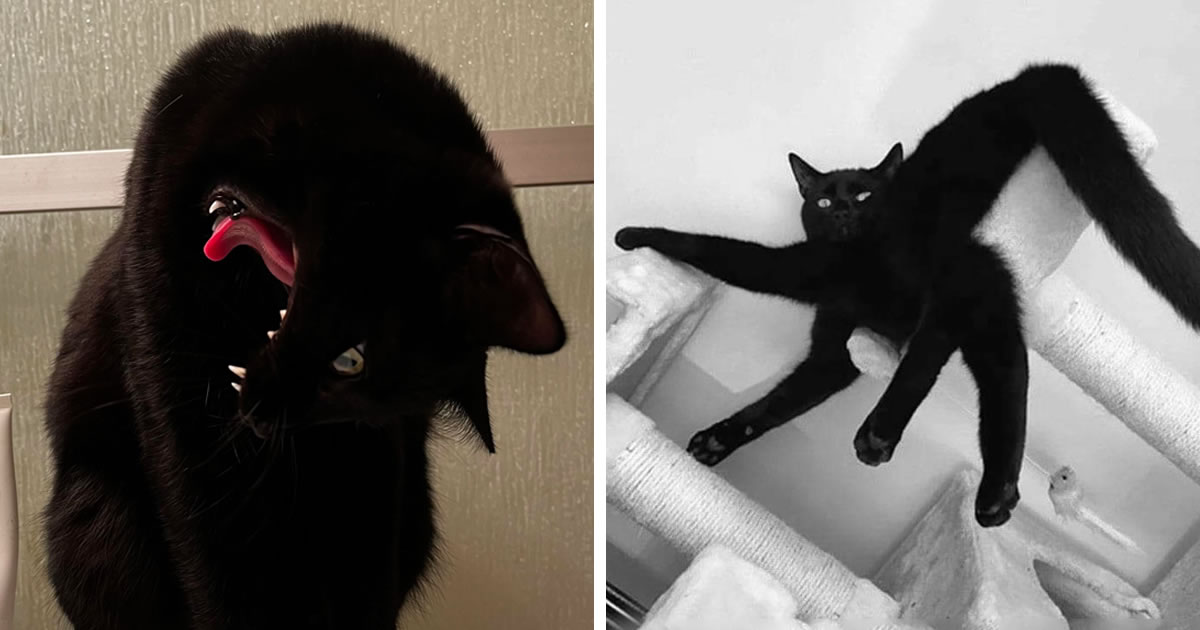 42 vezes em que os gatos falharam hilariamente