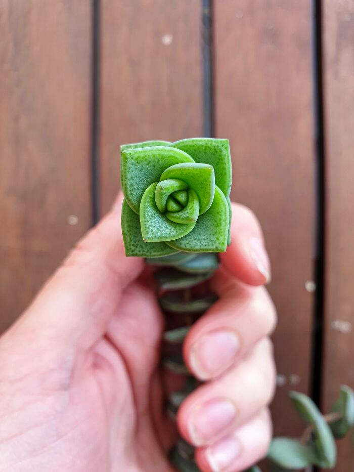 50 exemplos da belíssima simetria geometria da natureza 5