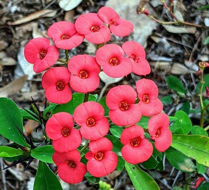 50 exemplos da belíssima simetria geometria da natureza 12