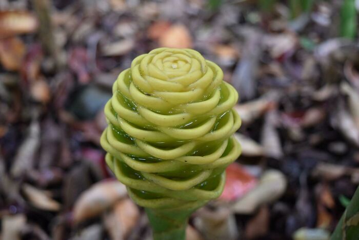 50 exemplos da belíssima simetria geometria da natureza 16