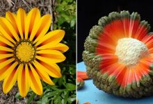 50 exemplos da belíssima simetria geometria da natureza 13