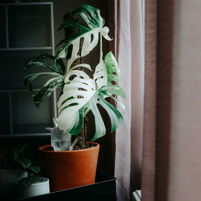 50 exemplos da belíssima simetria geometria da natureza 24